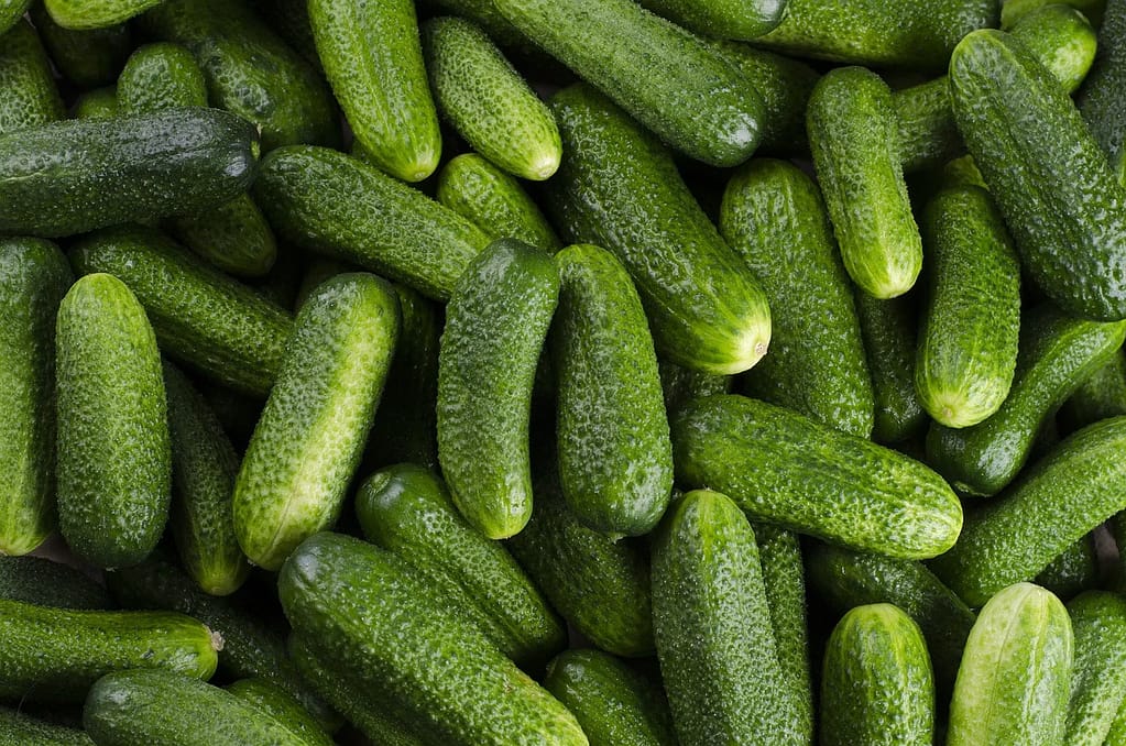 vegetables, cucumber, organic