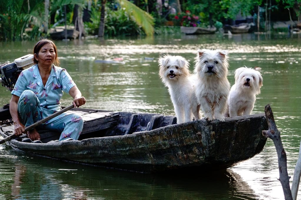 a woman with dogs in a small boat on a river nature, another way to enjoy the amazing healing power of nature