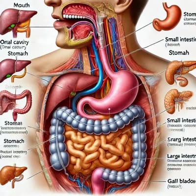 Important Facts You Need to Know About Gut Health