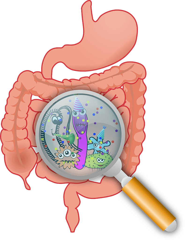 An image showing the anatomy of the human gut system- in connection of the three types of gut microbiom